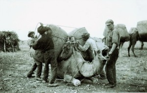 Camel being loaded_web 450