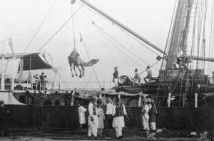 CamelsUnloading - Port -Augusta 1920_